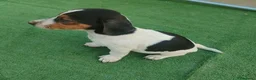Jack Russell Terrier perros en venta: Cachorros Jack Rasel  - Anuncio 6
