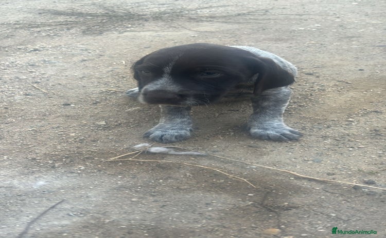 Perdiguero de Drente perros - Anuncio 1