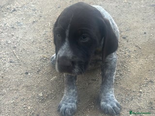 Perdiguero de Drente perros - Anuncio 1