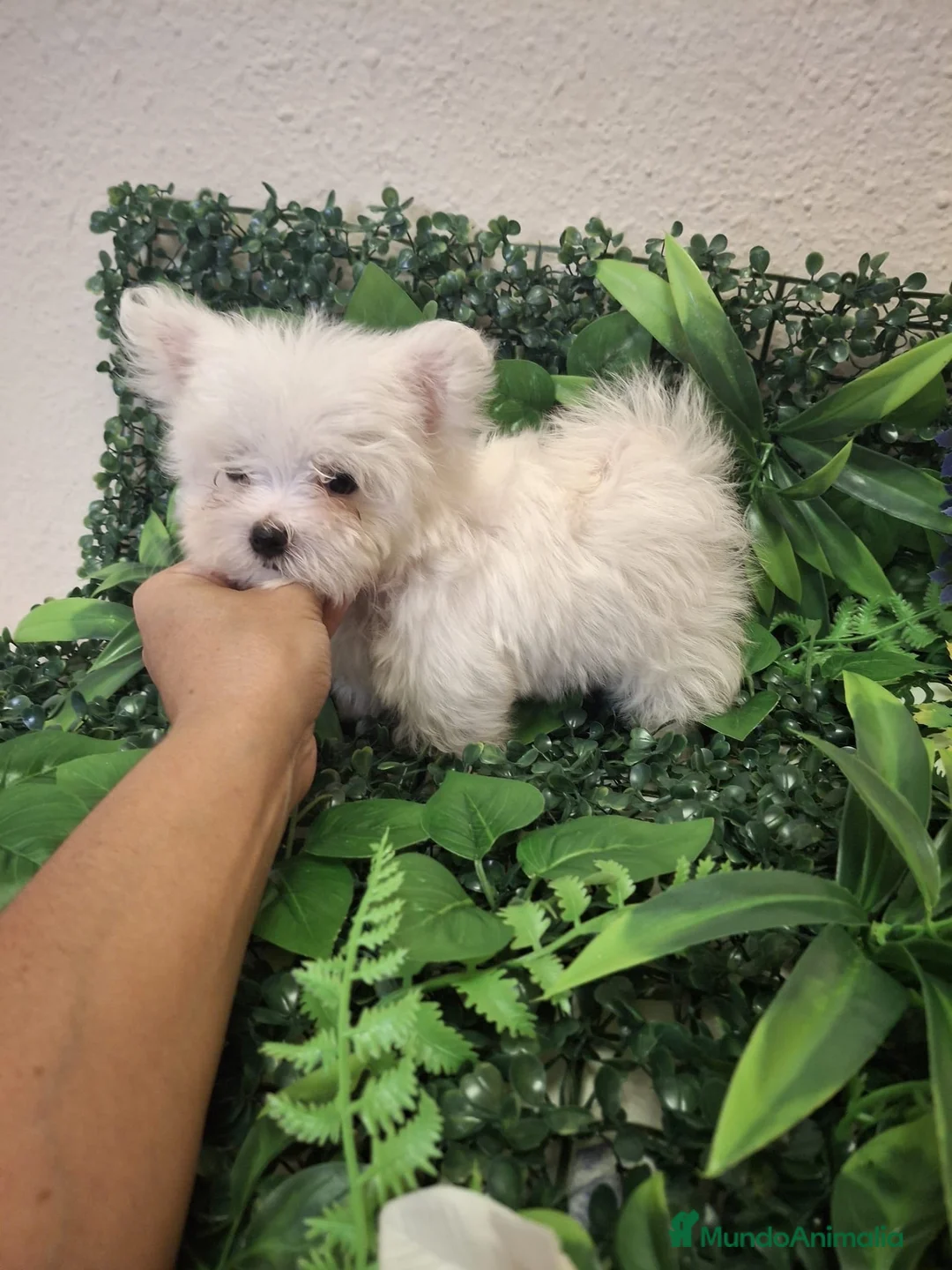 Bichón Maltés perros en venta: Cachorro bichon maltes  - Anuncio 1