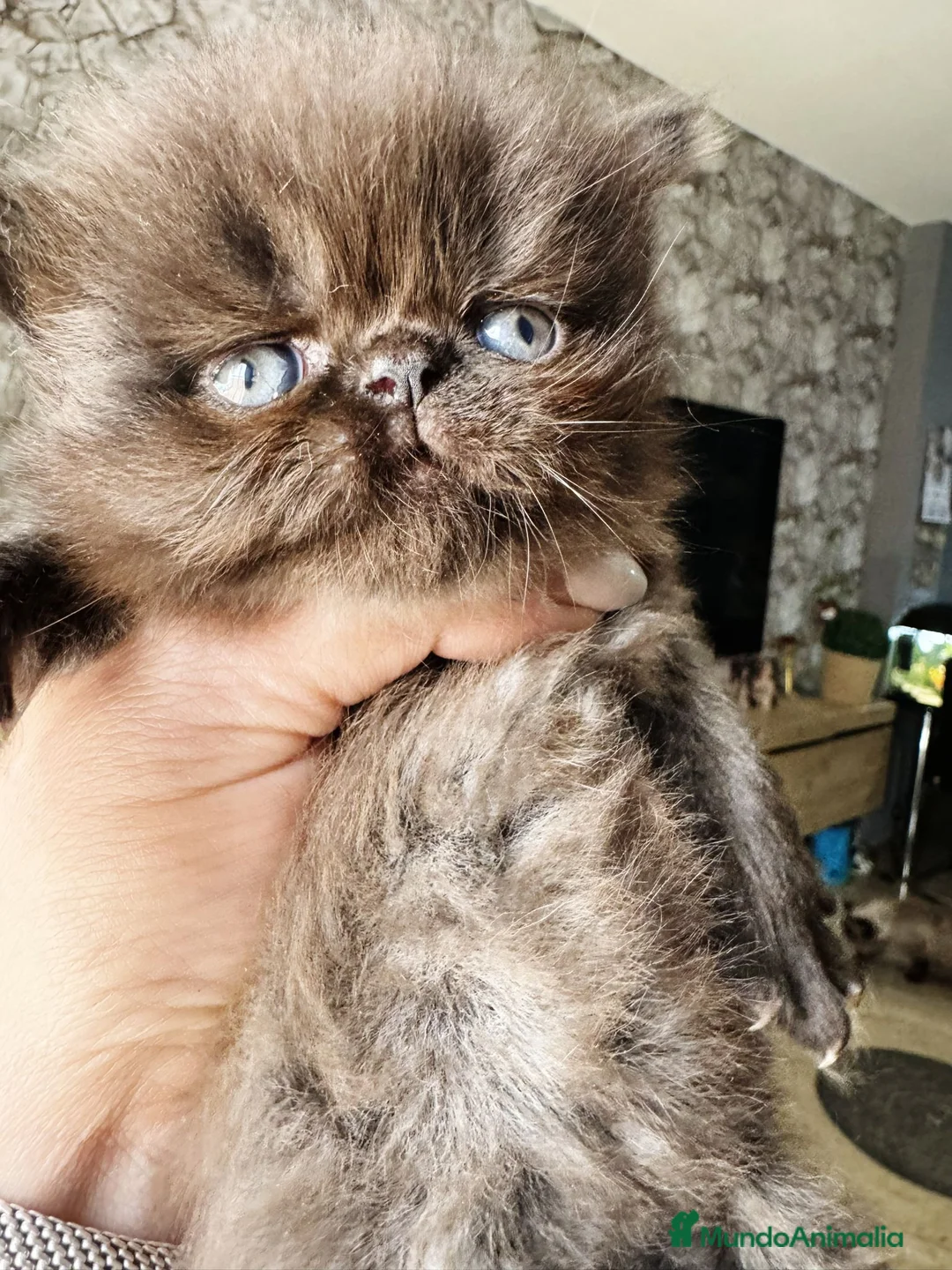 Persa gatos en venta: Persa chocolate hembra y macho  - Anuncio 2