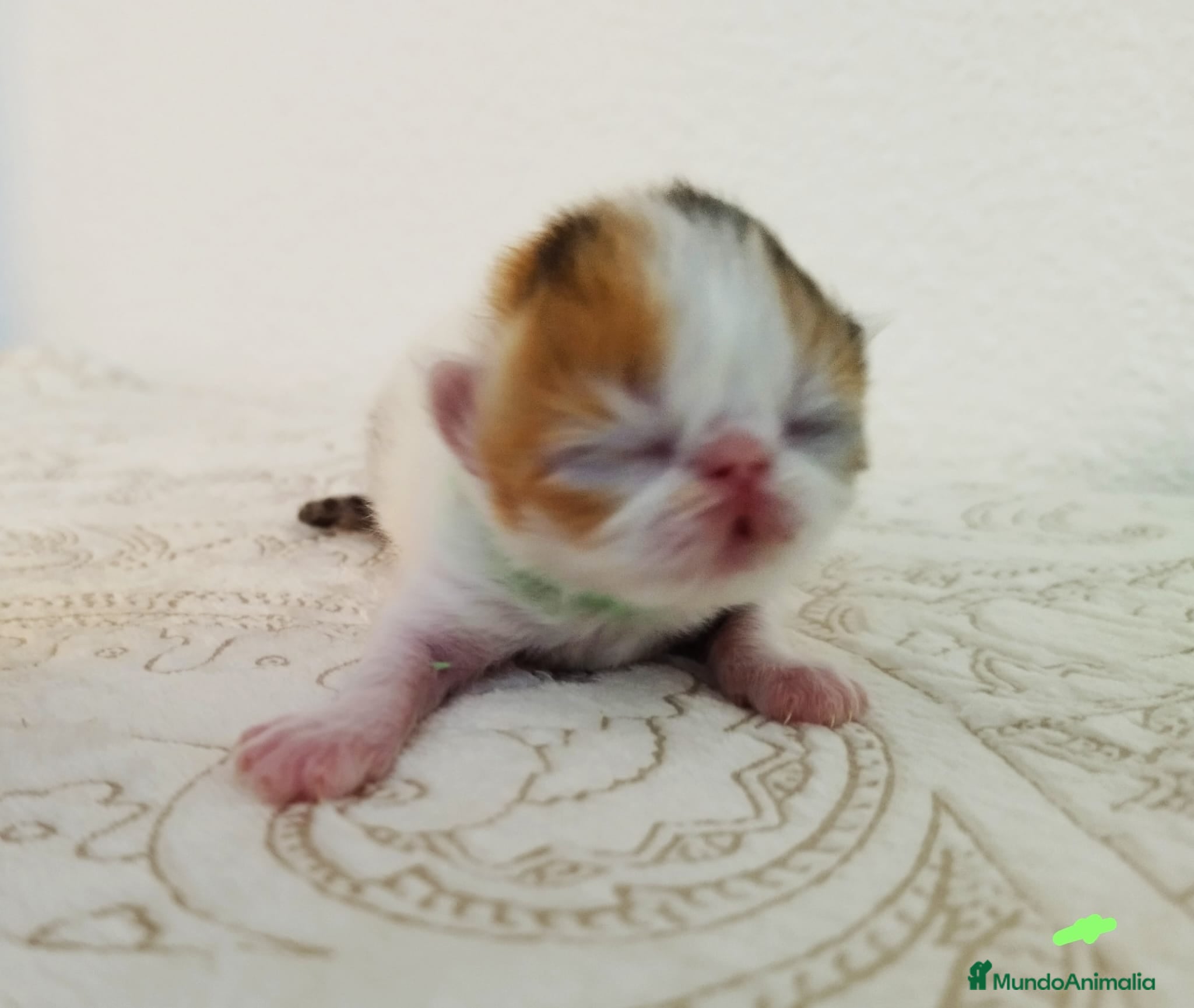 Exótico de Pelo Corto gatos  Gatitos Exóticos (Patrón Van)  - Anuncio 3