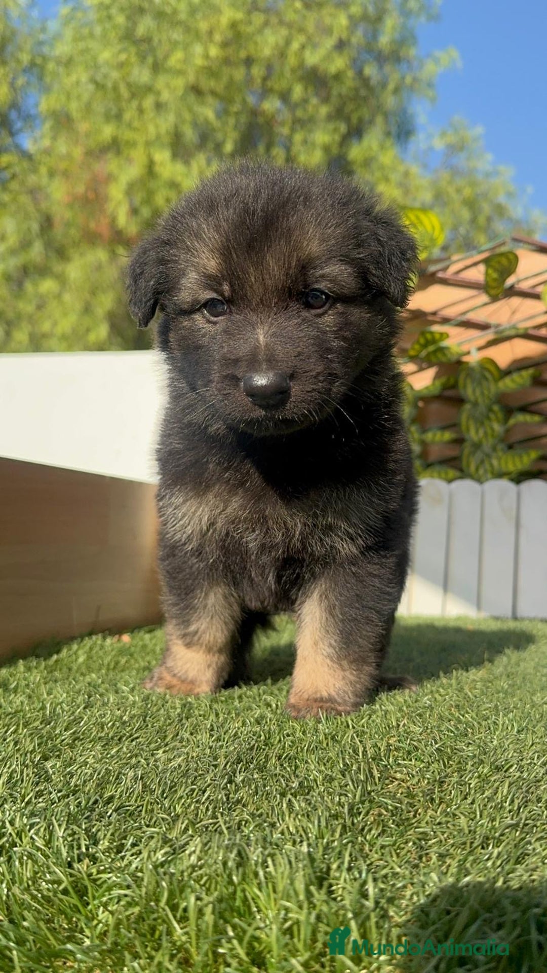 Pastor Alemán perros en venta: PASTOR ALEMÁN MACHO - Imagen 2