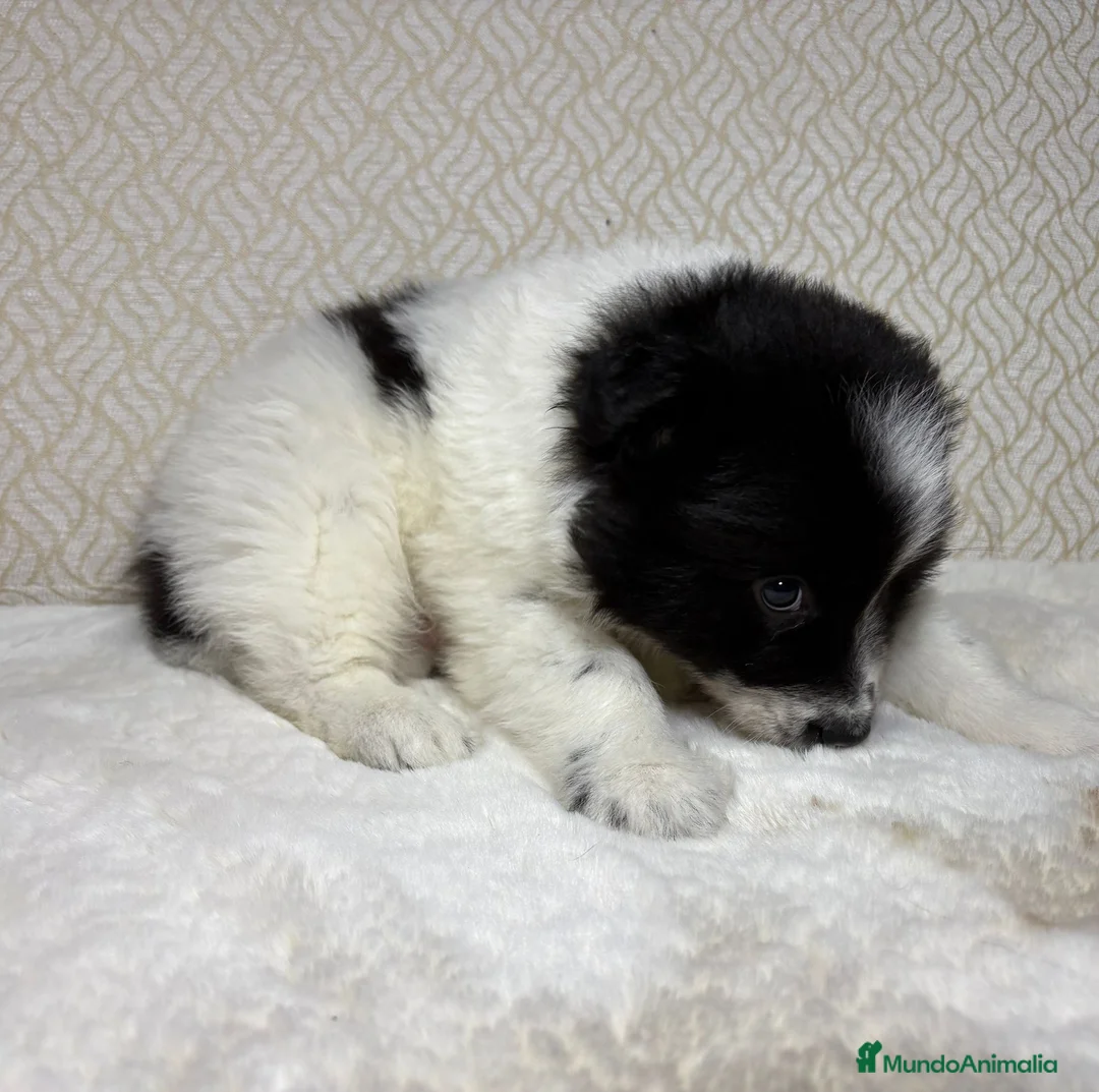 Border Collie perros en venta: Border collie macho precioso  - Anuncio 17