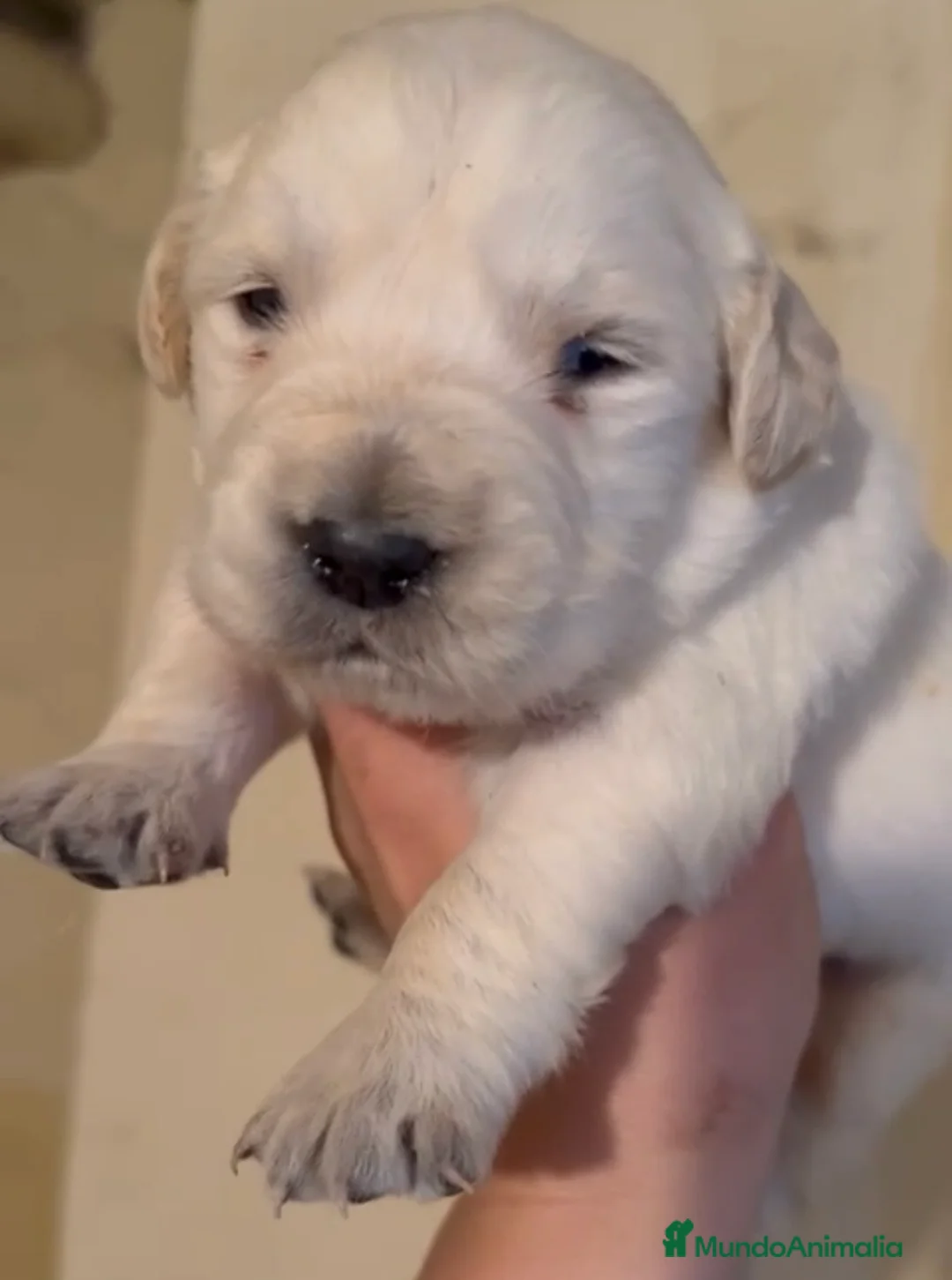 Golden Retriever perros en venta: Hembra golden retriever - Anuncio 1