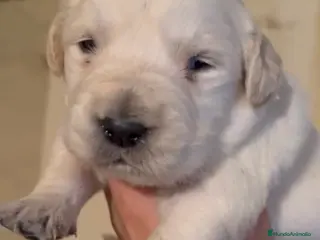 Golden Retriever perros Hembra golden retriever - Anuncio 1