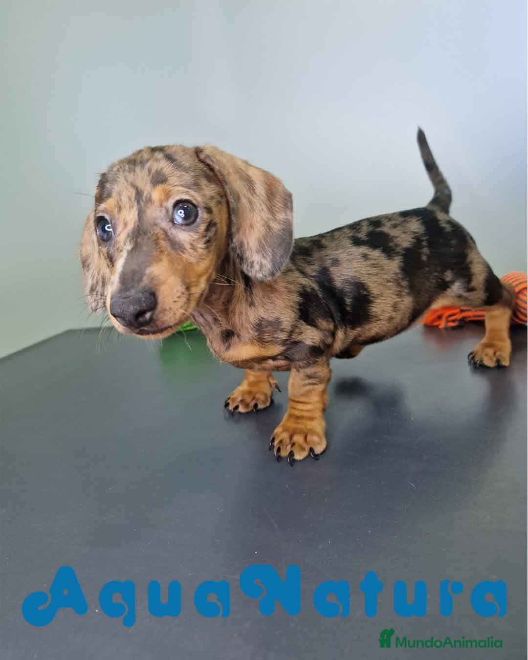 Teckel Miniatura perros Teckel Hembra 4459 AQUANATURA - Anuncio 21