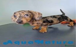 Teckel Miniatura perros en venta: Teckel Hembra 4459 AQUANATURA - Imagen 1