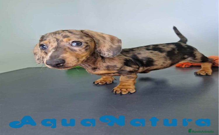 Teckel Miniatura perros - Anuncio 2