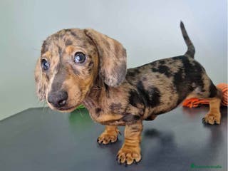 Teckel Miniatura perros Teckel Hembra 4459 AQUANATURA - Anuncio 12