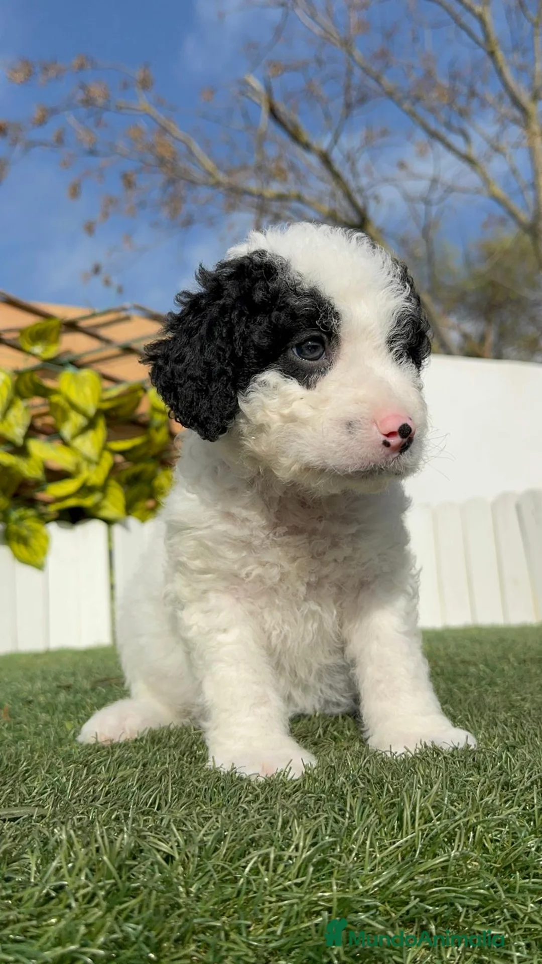 Perro de Agua Español perros en venta: PERRO DE AGUA HEMBRA - Anuncio 2