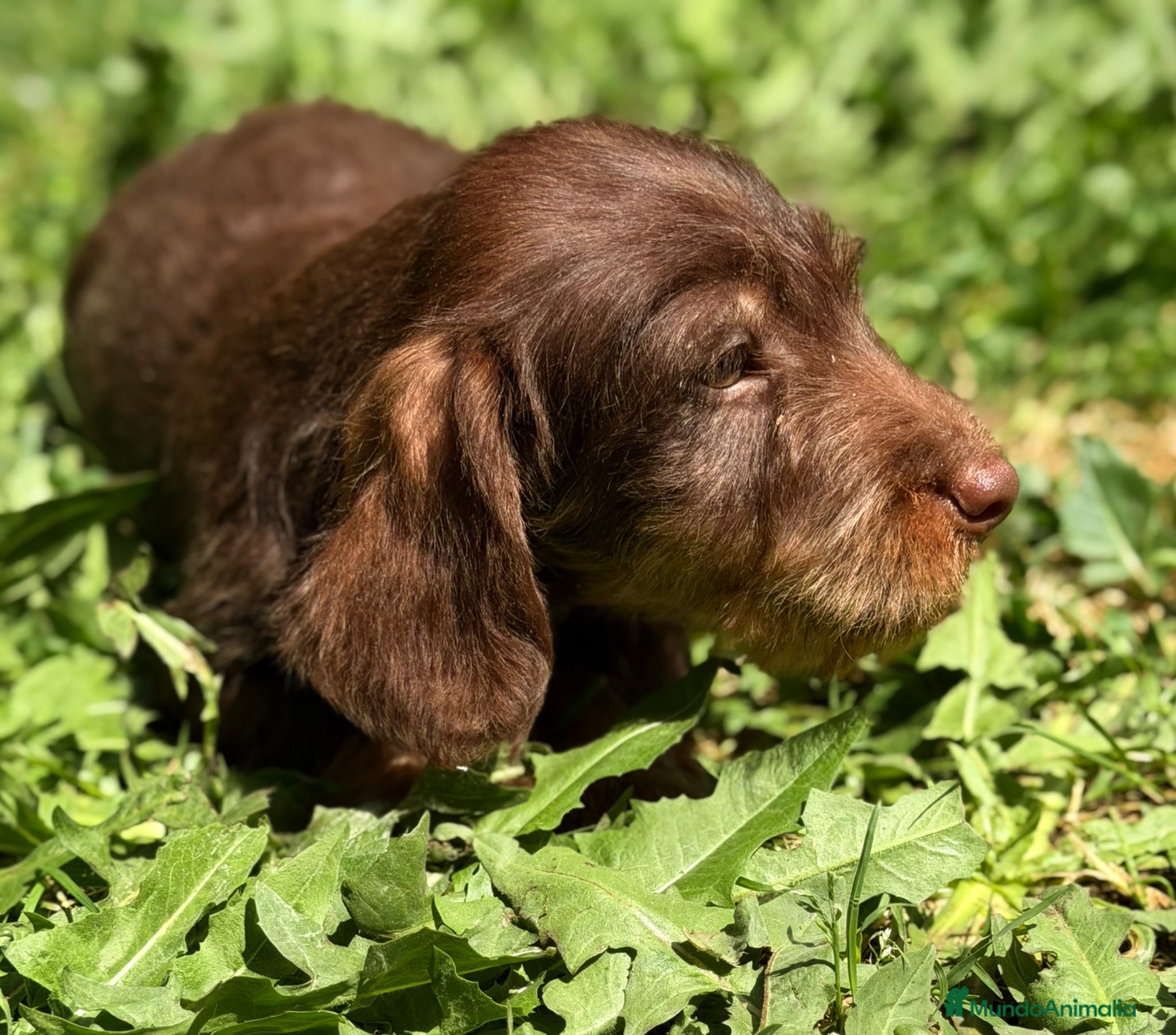 Teckel Miniatura perros Teckel pelo duro chocolate  - Anuncio 2
