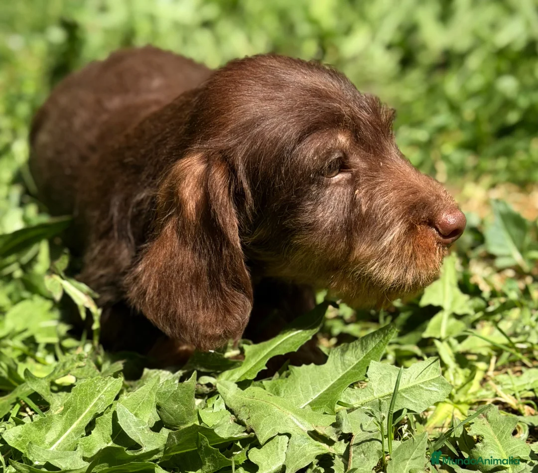 Teckel Miniatura perros en venta: Teckel pelo duro chocolate  - Anuncio 1