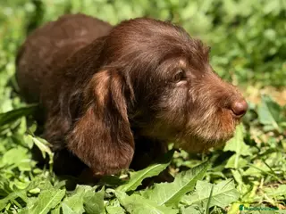 Teckel Miniatura perros Teckel pelo duro chocolate - Anuncio 2