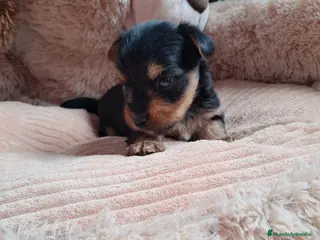 Yorkshire Terrier perros Bebés Yorkie mini toy machos - Anuncio 5