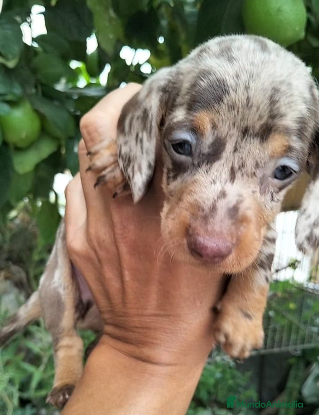 Teckel Miniatura perros en venta: TECKEL ARLEQUÍN CHOCOLATE MINIATURA♂️ - Imagen 1