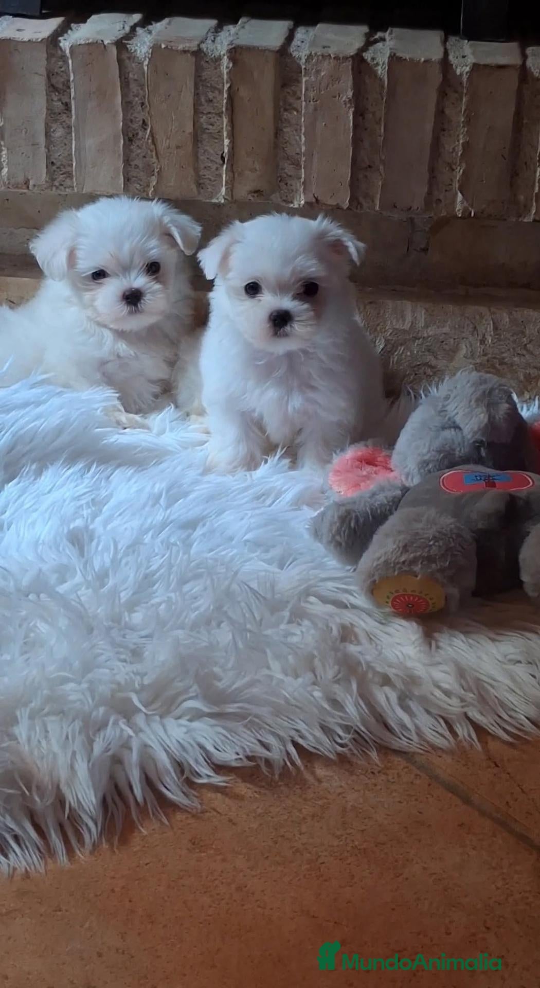 Bichón Maltés perros en venta: Bichon maltés 💎 toy  - Anuncio 2