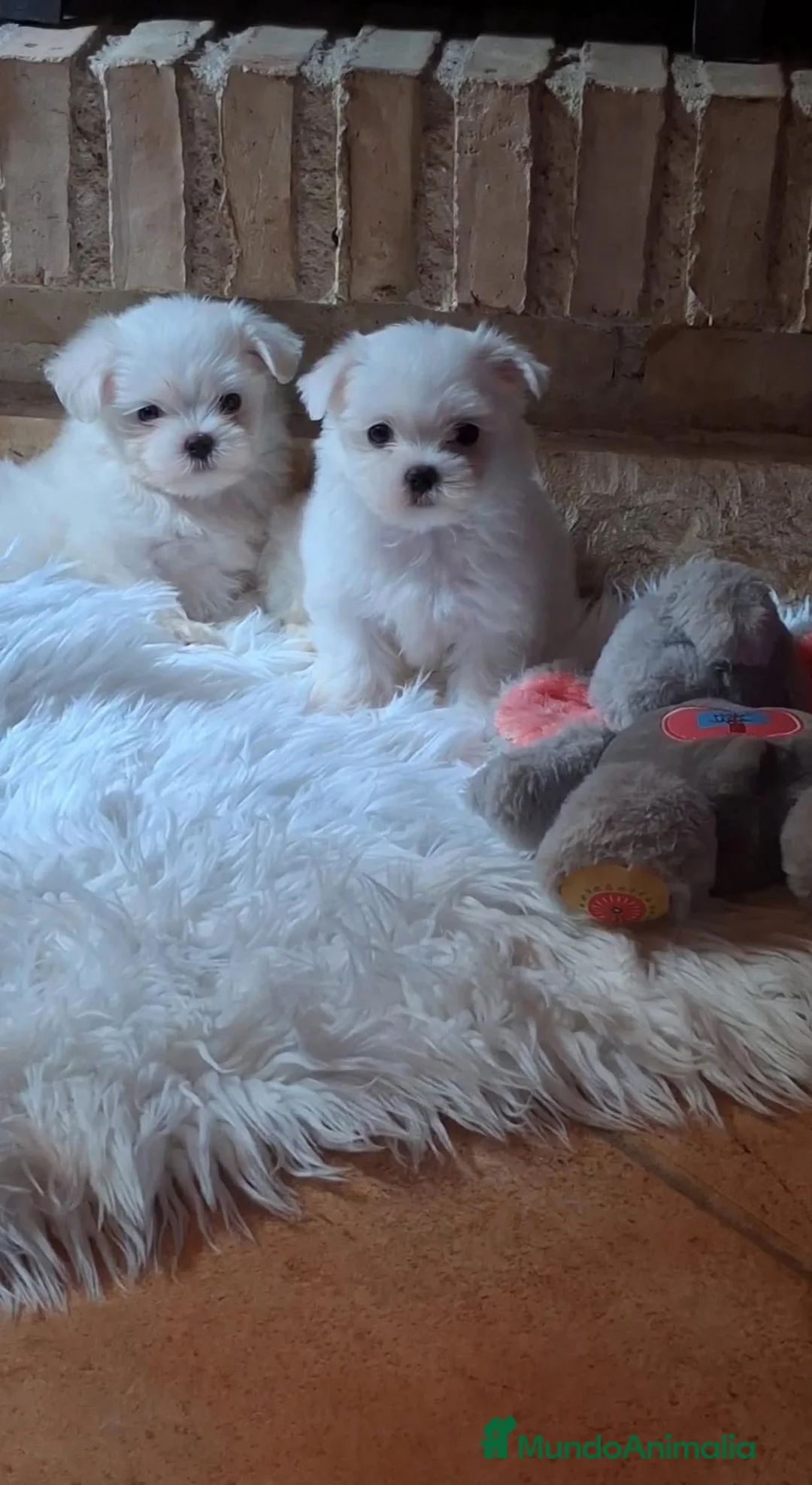 Bichón Maltés perros en venta: Bichon maltés 💎 toy  - Anuncio 1