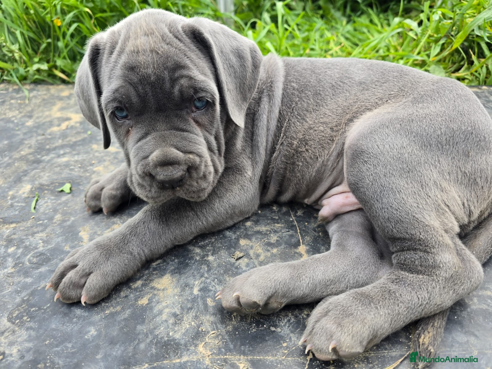 Cane Corso perros Mastin Napolitano - Anuncio 30