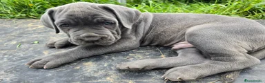 Cane Corso Cachorro 2
