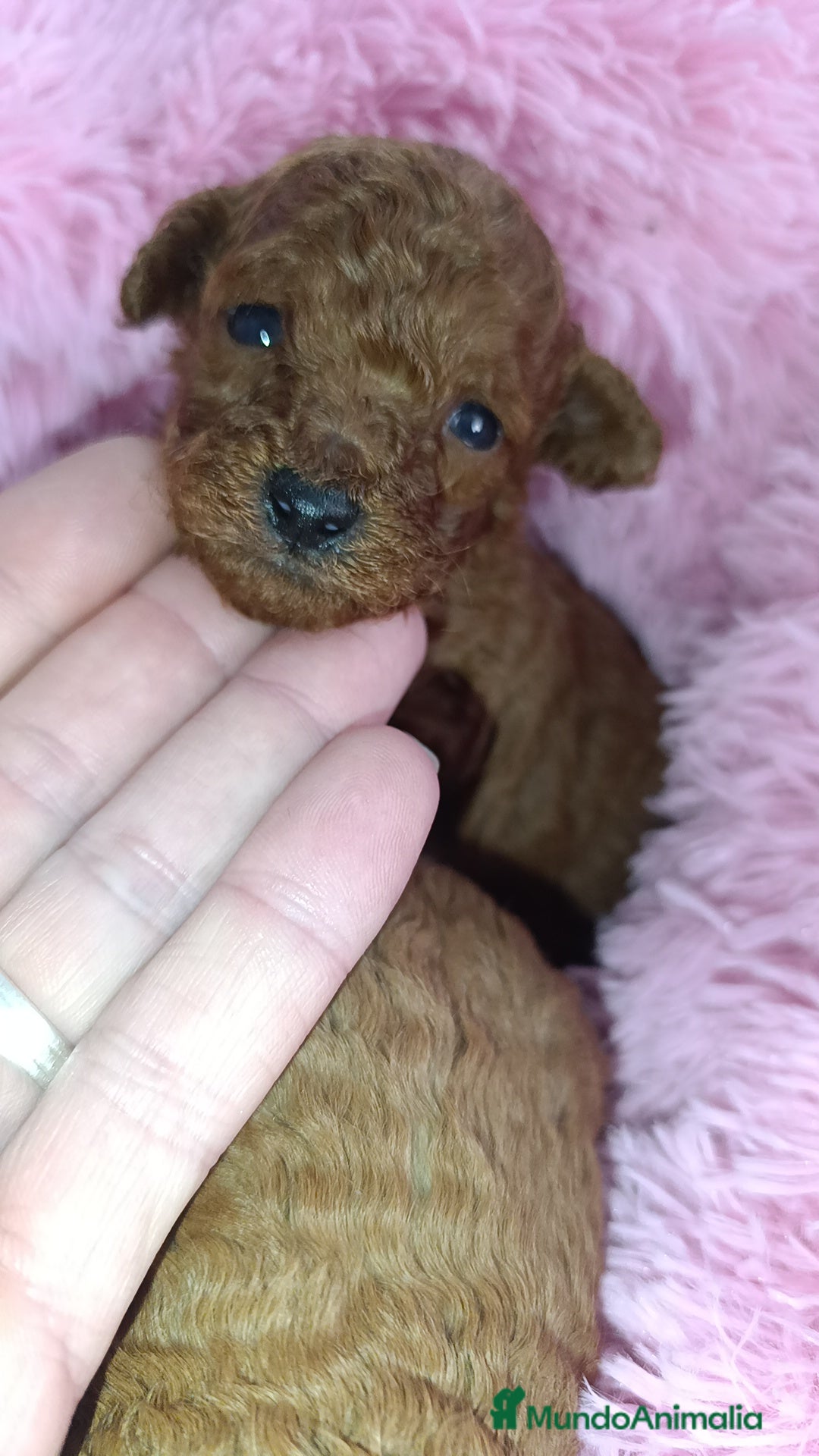 Caniche Toy perros en venta: Caniche Toy  - Anuncio 1