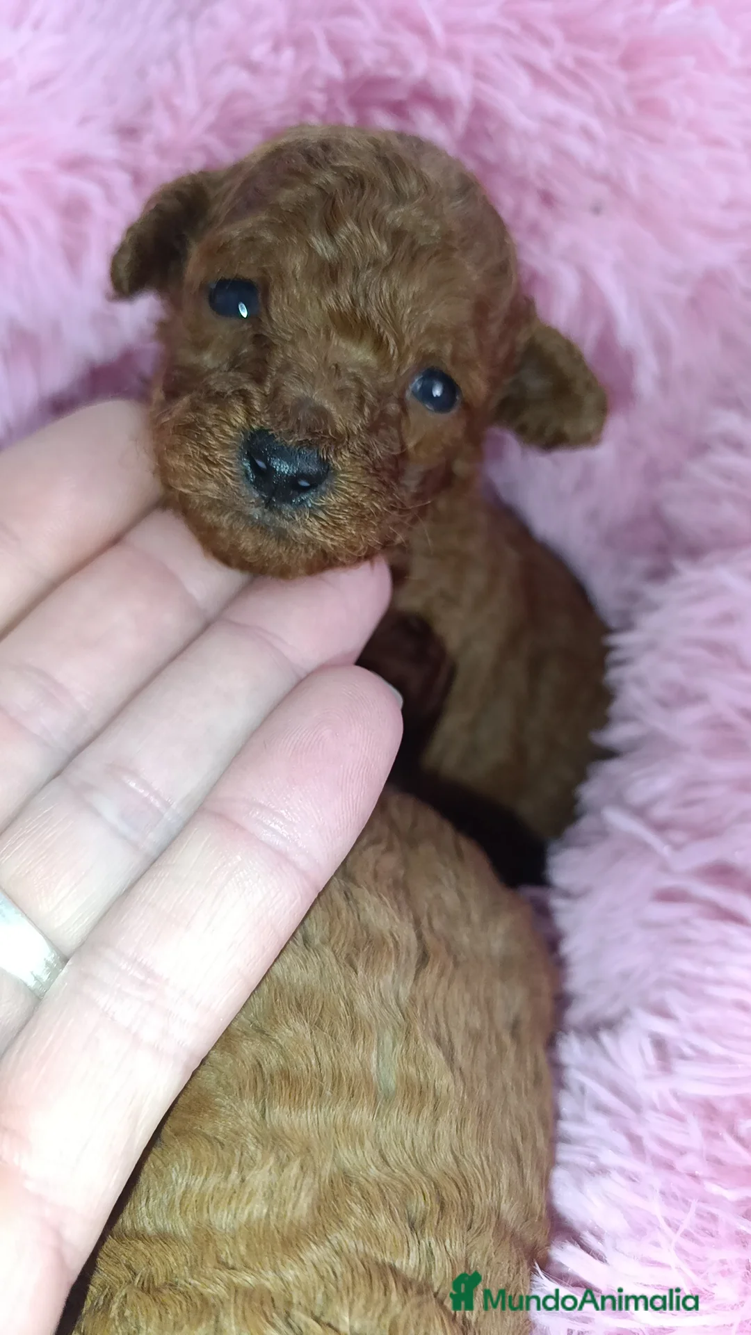 Caniche Toy perros en venta: Caniche Toy  - Anuncio 1