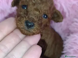 Caniche Toy perros Caniche Toy - Anuncio 14