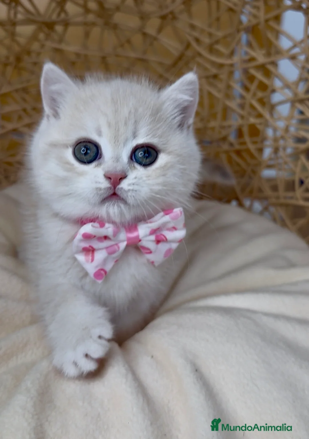 Británico de Pelo Corto gatos en venta: ✨ Últimos dos hermanitos disponibles ✨ - Anuncio 4