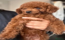 Caniche Enano perros en venta: Caniches enanos rojo machos  - Imagen 2