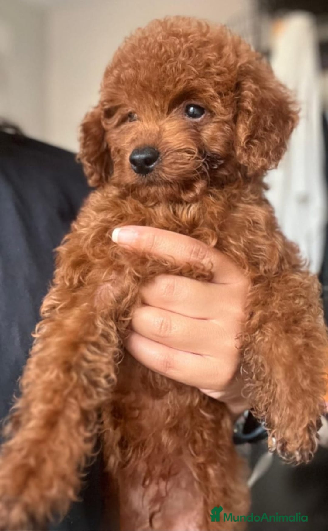 Caniche Enano perros en venta: Caniches enanos rojo machos  - Imagen 2