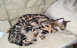 Bengalí gatos en venta: Bengalí charcoal en Cáceres - Imagen 9