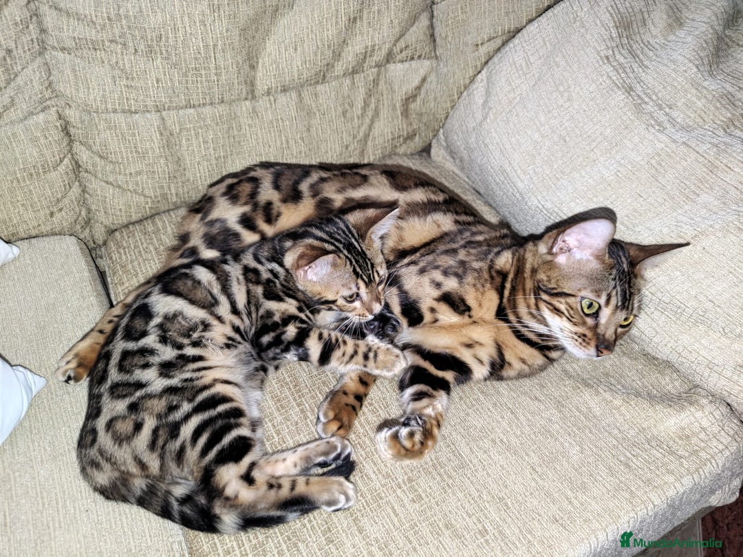 Bengalí gatos en venta: Bengalí charcoal en Cáceres - Imagen 9