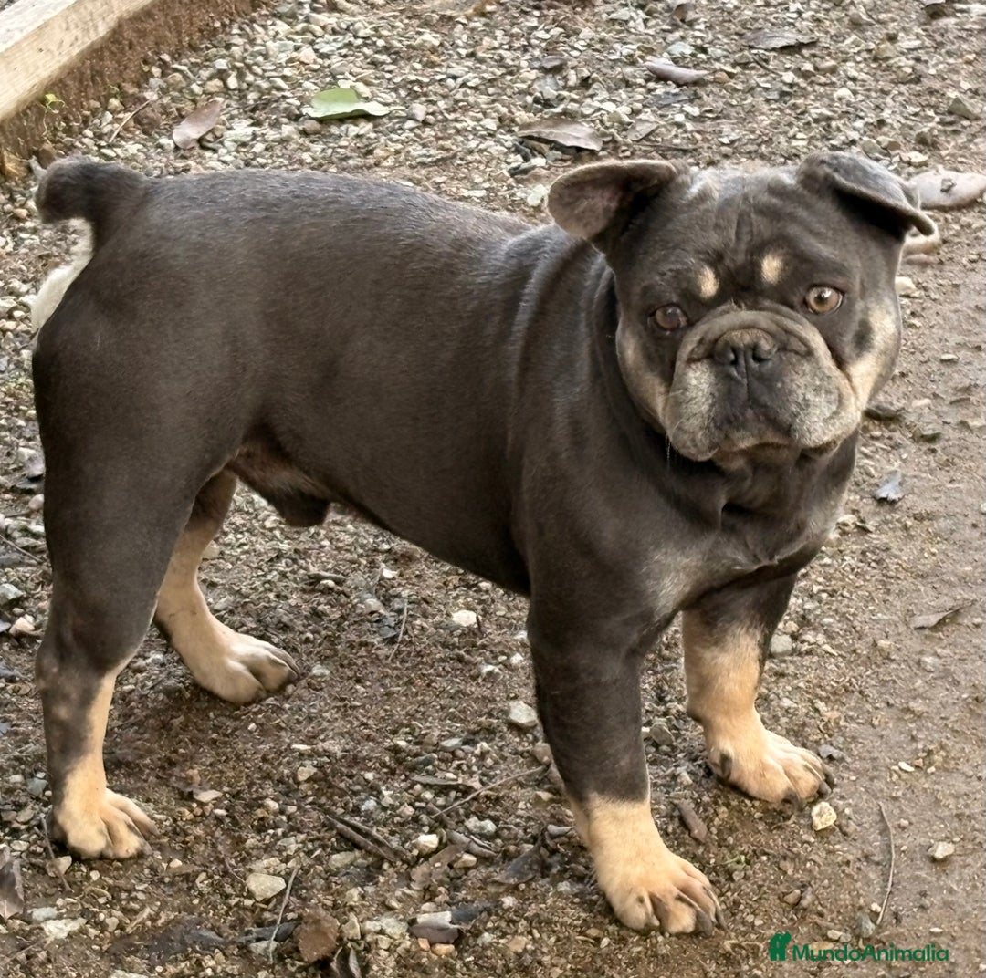 Bulldog Francés perros en adopcion: Bulldog francés en adopción  - Anuncio 2