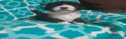 Perro de Agua Español perros en venta: PERRO DE AGUA ESPAÑOL - Anuncio 3