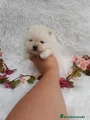 Pomerania Cachorro 1
