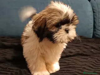 Shih Tzu perros Shih Tzu de Mumbrafer - Anuncio 1