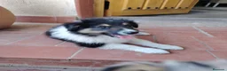 Collie de Pelo Largo perros en venta: Cachorros rough collie - Anuncio 2