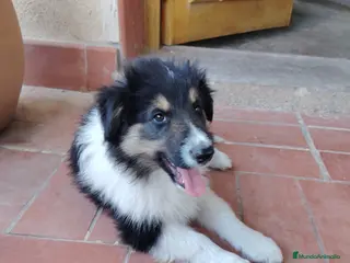 Collie de Pelo Largo perros Cachorros rough collie - Anuncio 1