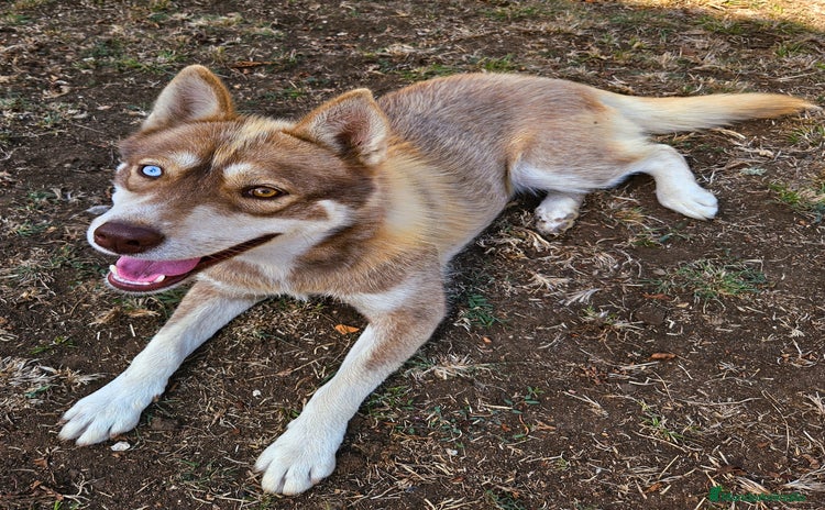 Husky Siberiano perros - Anuncio 1