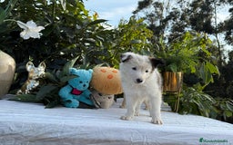 Border Collie perros en venta: Precioso machito de border collie - Imagen 3