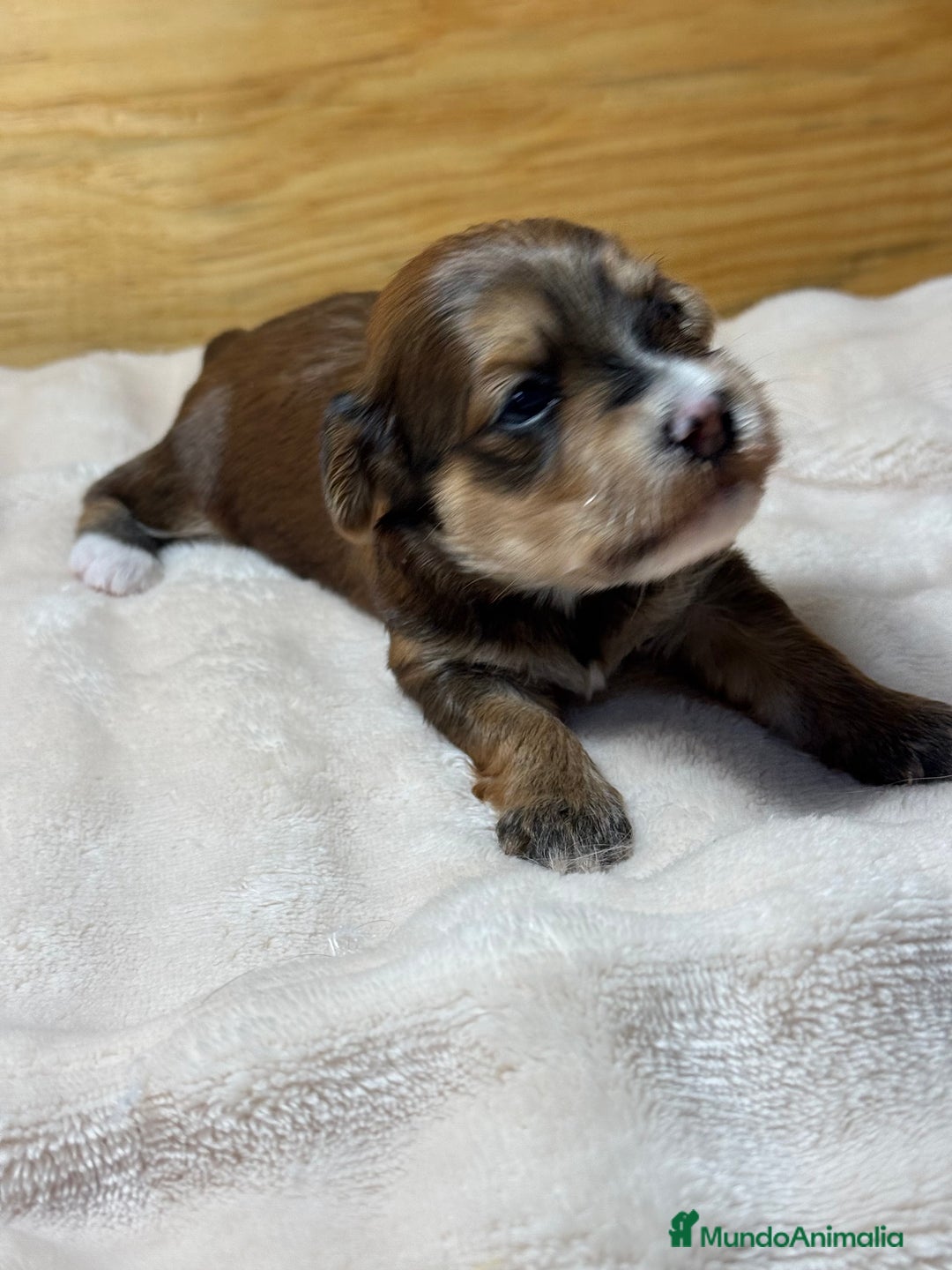 Bichón Habanero perros en venta: Cachorros Bichon habanero  - Anuncio 3