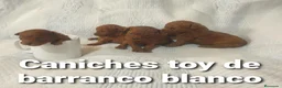 Caniche Toy perros en venta: Caniches toy con pedigree - Anuncio 8