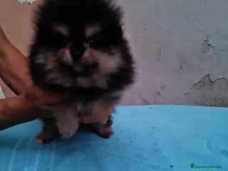 Pomerania perros - Anuncio 4