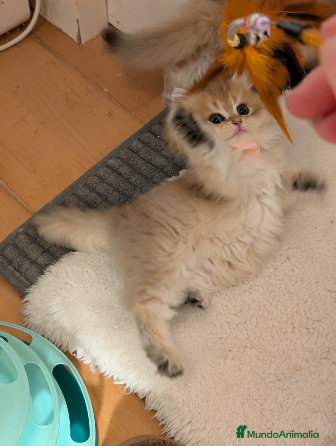 Británico de Pelo Largo gatos en venta:  2gatitos color exclusivo british golden longhair  - Anuncio 28