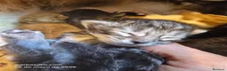 Bosque de Noruega gatos en venta: Bosque de Noruega - Anuncio 12
