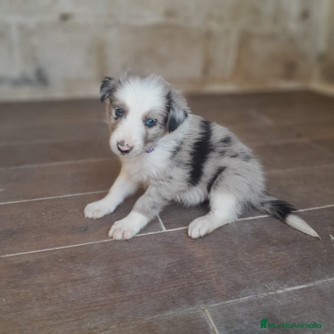 Border Collie perros en venta: BORDER COLLIE - Imagen 10