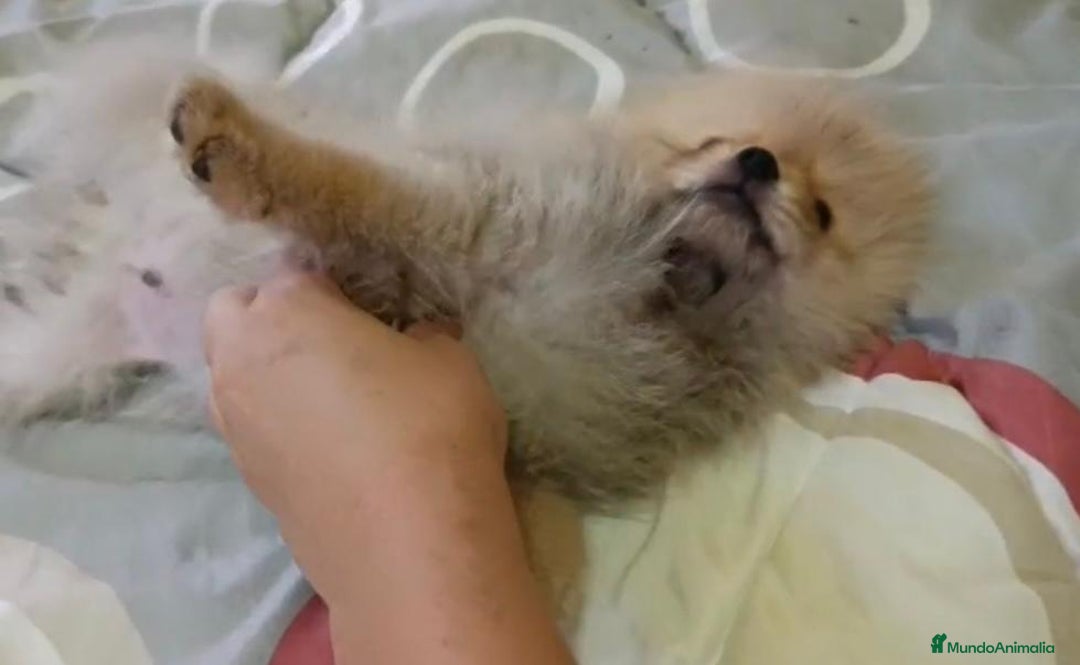 Pomerania perros en venta: Lulu pomerania toy - Imagen 9