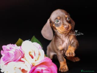 Teckel perros Teckel chocolate y fuego en Cantabria - Anuncio 25