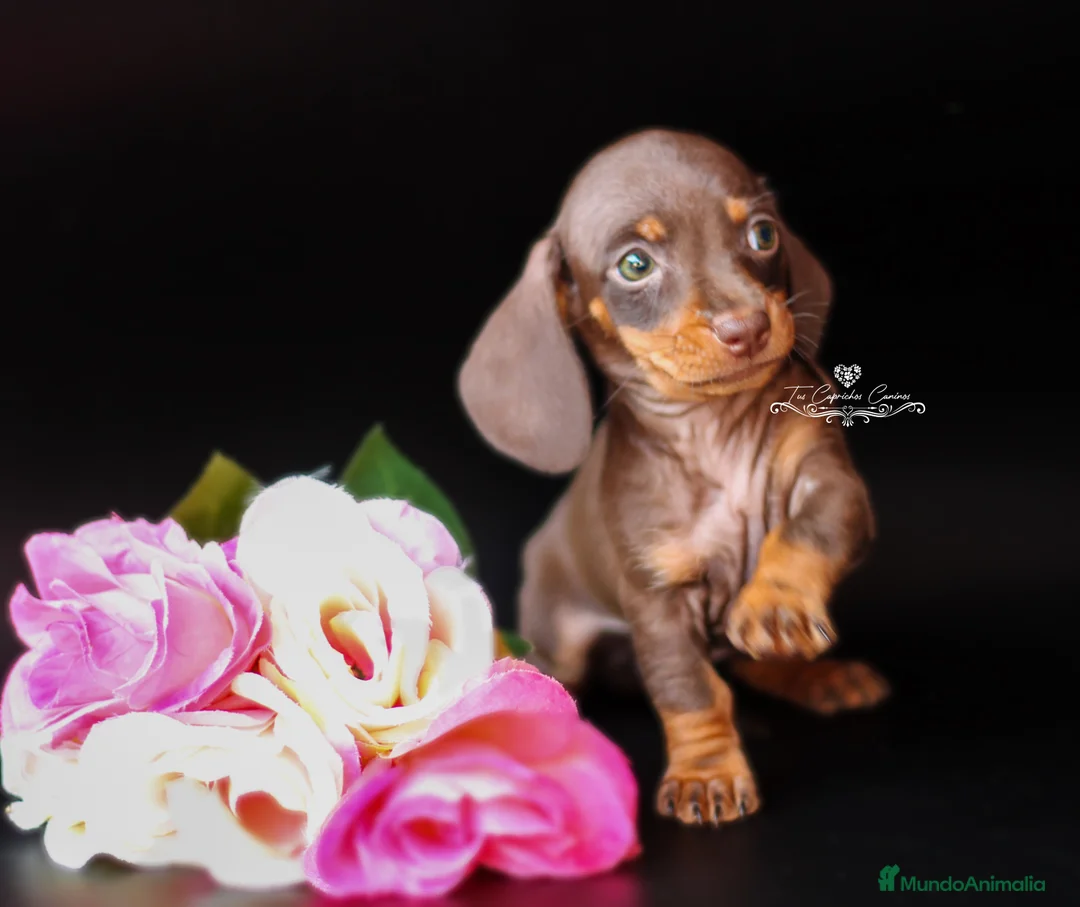 Teckel perros en venta: Teckel chocolate y fuego  en Cantabria - Anuncio 1