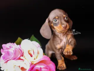 Teckel perros Teckel chocolate y fuego en Cantabria - Anuncio 13